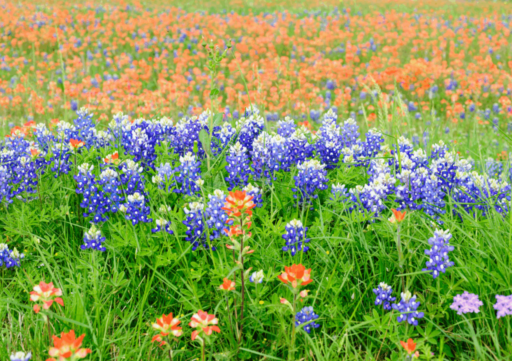Vibrant field of bluebonnets and Indian paintbrush flowers in Texas, a scenic but common cause of spring breathing issues in Texas.