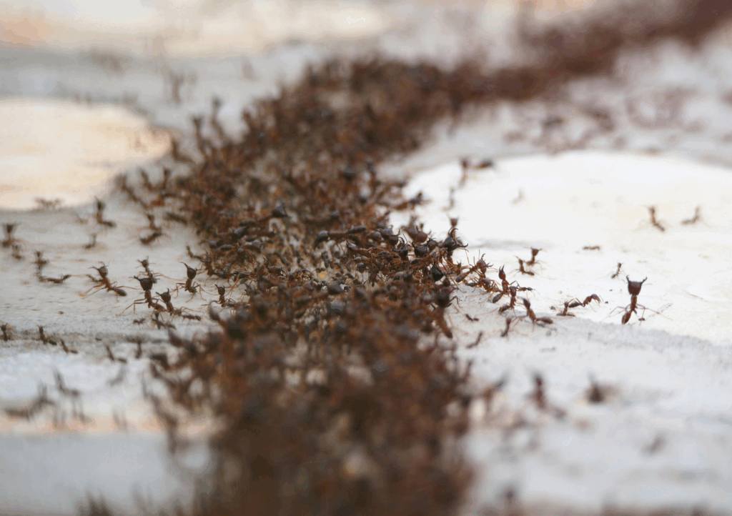 Swarming fire ants after flooding